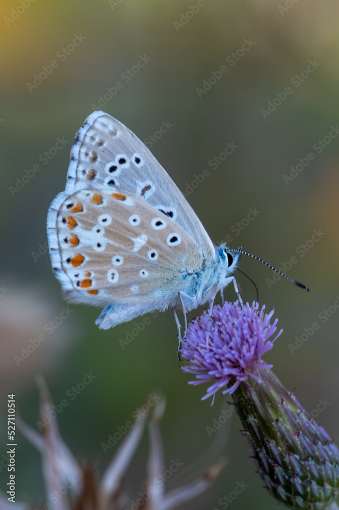 Obraz premium butterfly on a flower