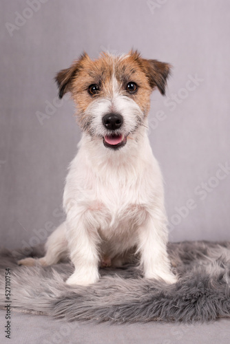 portrait of the Jack Russell Terrier - JRT