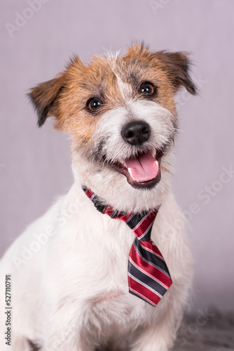 portrait of the Jack Russell Terrier - JRT