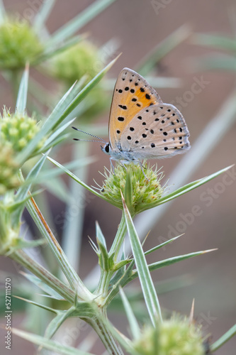 Lycaenidae / Küçük Ateş / Lesser Fiery Copper / Lycaena thersamon photo