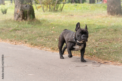 Cute black French bulldog walks in the park on a beautiful summer day © KATSIARYNA PALTARACH