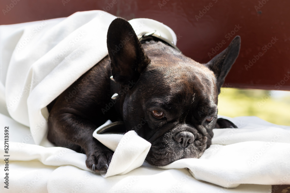 ortrait of a sad black French bulldog Sad dog sitting on a bench Concept love and care for pets ortrait of a sad black French bulldog Sad dog sitting on a bench Concept love and care for pets