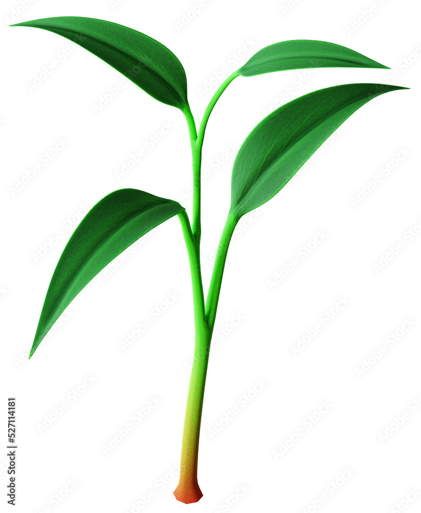 Realistic detailed green plant seedling growing. Three leafs. 3D render.