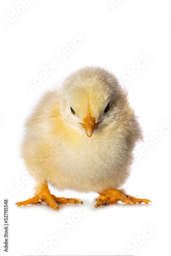 Cute chicken isolated on white background