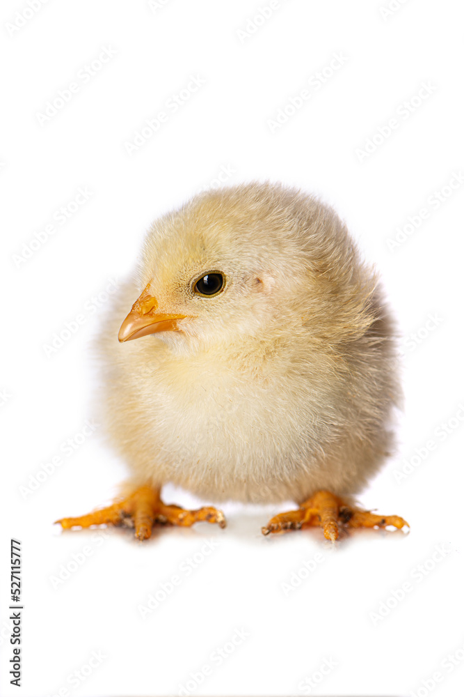 Obraz premium Cute chicken isolated on white background