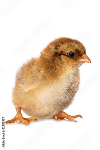 Cute chicken isolated on white background