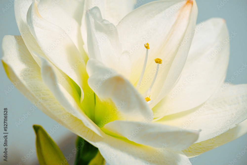 Beautiful blooming white amaryllis on dark background. White flower with visible delicate anthers. Post card. Greeting card. Flower background Beautiful blooming white amaryllis on dark background. White flower with visible delicate anthers. Post card. Greeting card. Flower background