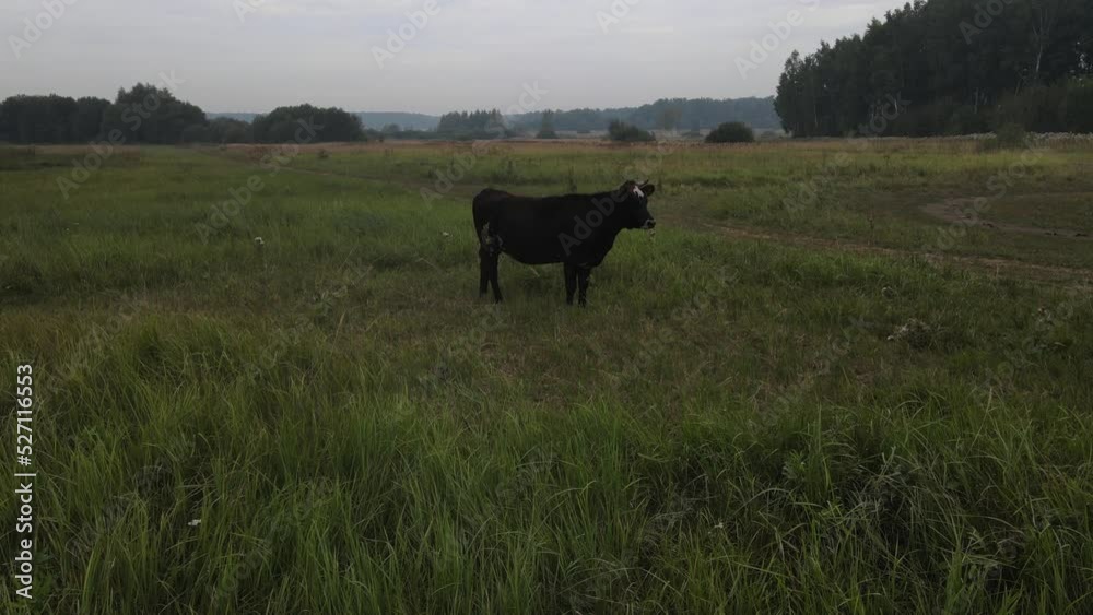 A cow is standing in a meadow waving its tail. Aerial photography. A cow is standing in a meadow waving its tail. Aerial photography.