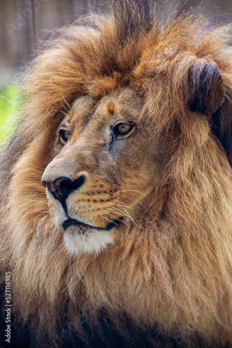 Fototapeta Naklejka Na Ścianę i Meble -  Close-up portrait of adult male lion with large brown mane and calm facial expression. Lion looks away. Selective focus. Predatory Animals Theme.