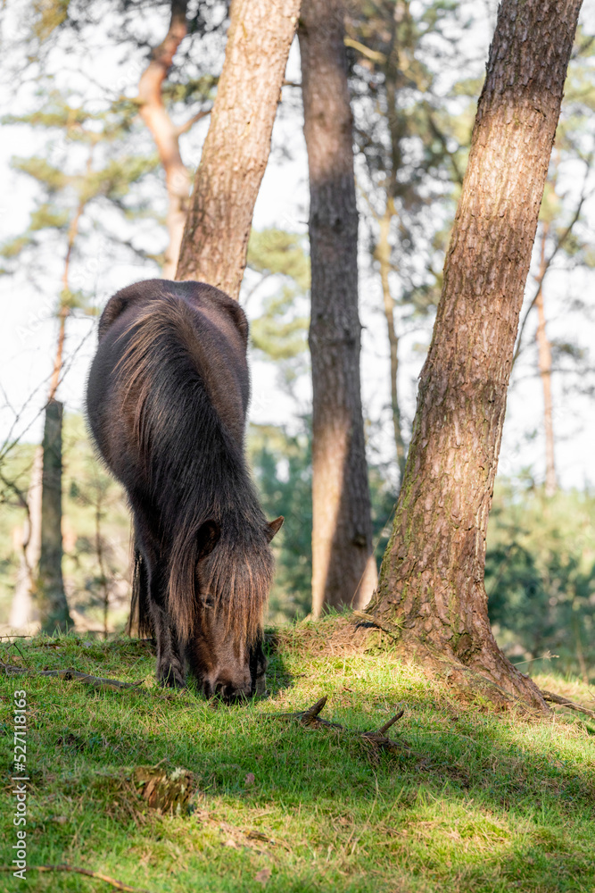 Brown Icelandic horses living semi wild
Brown Icelandic horses living semi wild