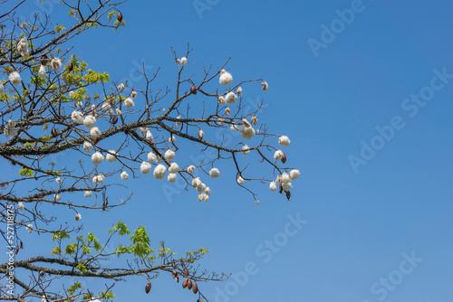 paineira fruits forming cotton bunches. space for text photo