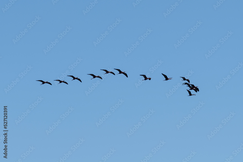 Bottom view of flock of glossy ibis (Plegadis falcinellus) birds flying in V formation in the air. Clear blue sky. Bird migration theme.