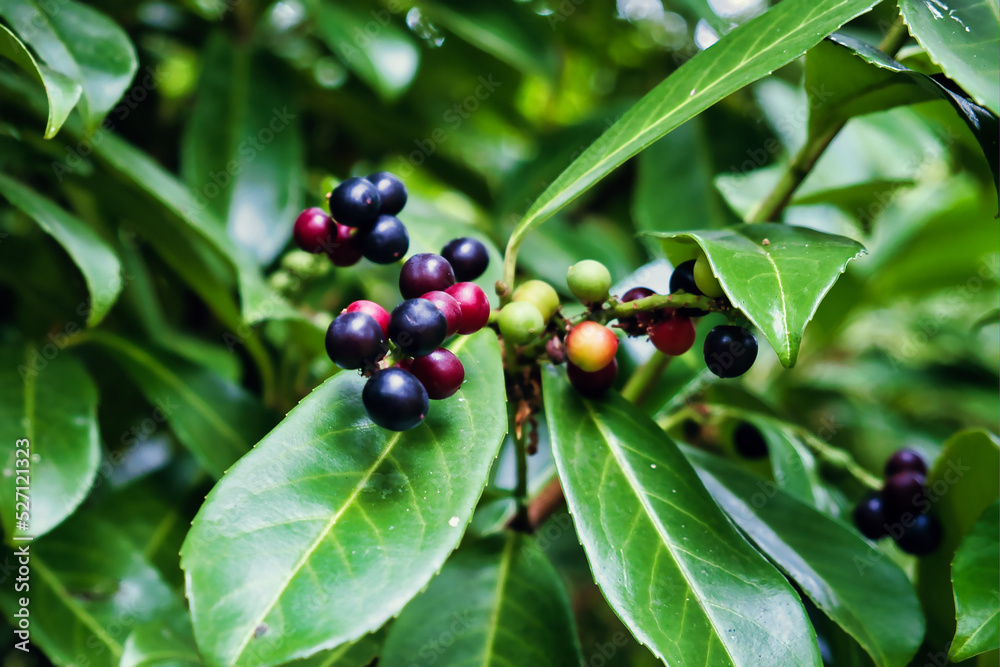 Deep blue and red berries of a laurel bush (laurus nobilis)
Deep blue and red berries of a laurel bush (laurus nobilis)