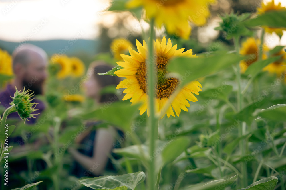 Fototapeta premium Young romantic couple in sunflower field in sunset