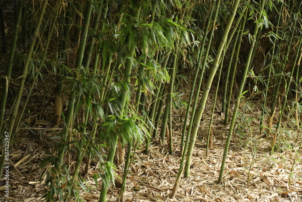Fototapeta premium bamboo forest