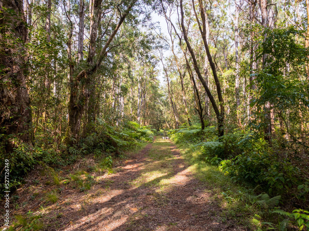 Obraz premium Hiking in the rain forest of mauritius