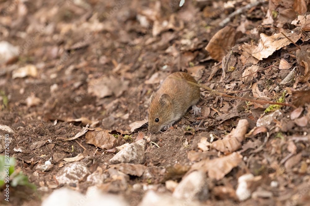 Bank vole in autumn forest