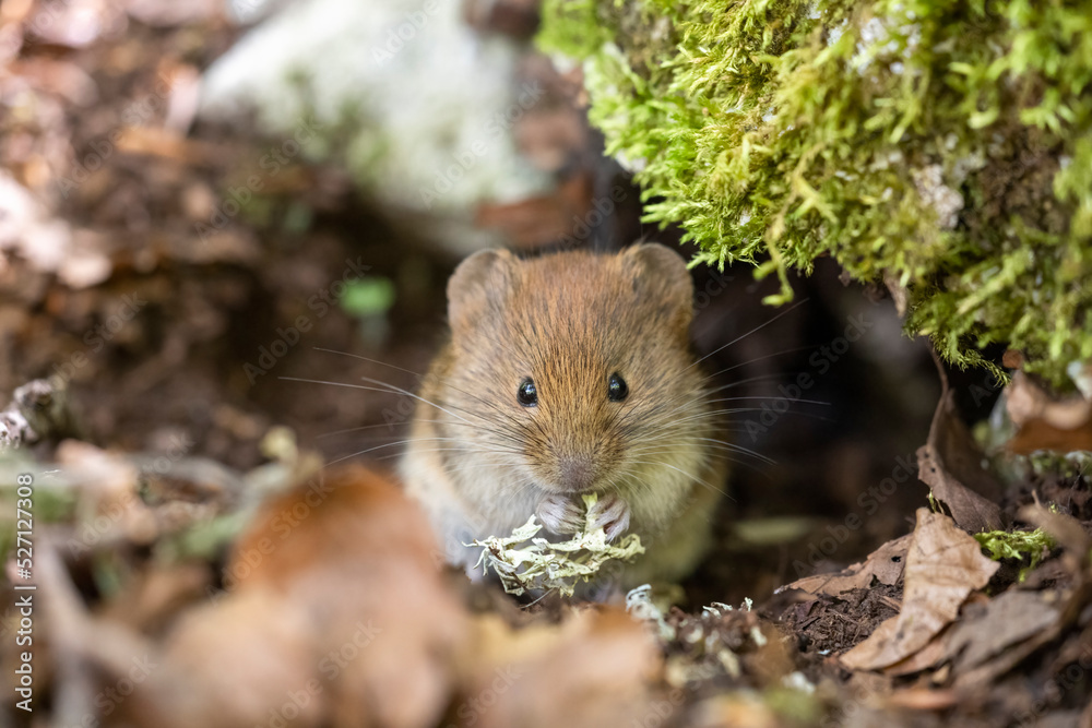 Bank vole in autumn forest Bank vole in autumn forest