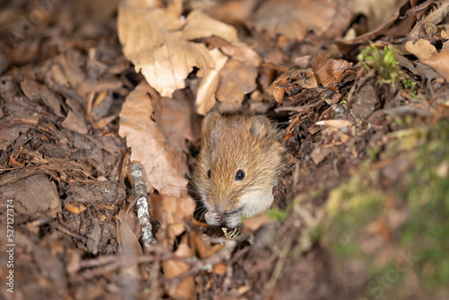 Bank vole in autumn forest © vinx83