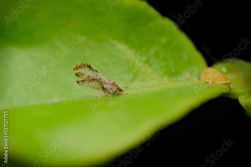 Adult psyllid with nymph on the citrus plant leaf. This insect responsible for citrus greening disease in citrus crop. Used selective focus. photo