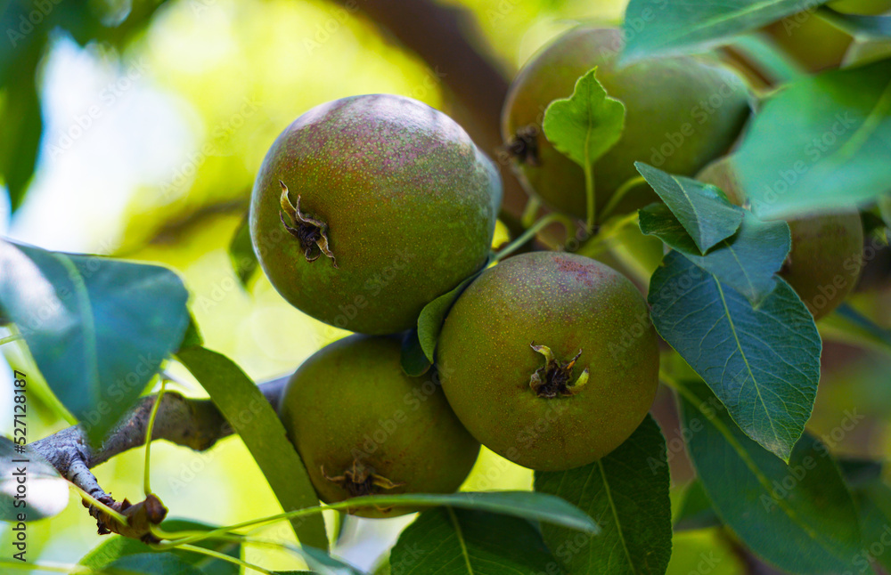 Fruits on the branches of a pear tree Fruits on the branches of a pear tree