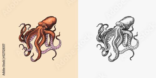 Sea octopus. Engraved hand drawn in old sketch, vintage creature. Nautical or marine, monster. Animal in the ocean. Template for logos, labels and emblems.