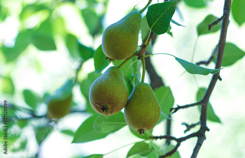 Fruits on the branches of a pear tree