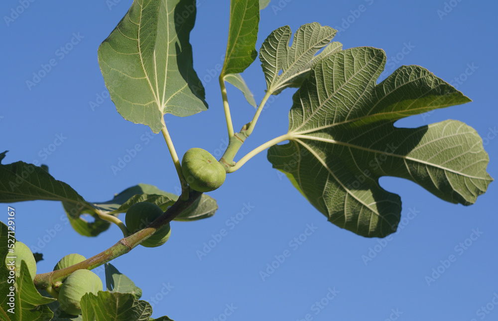 Green figs Green figs