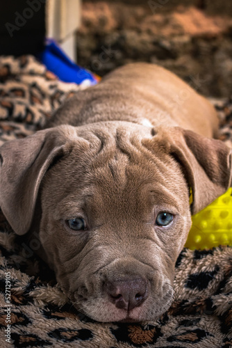 Seven week old pit bull puppy outdoors on a sunny day.