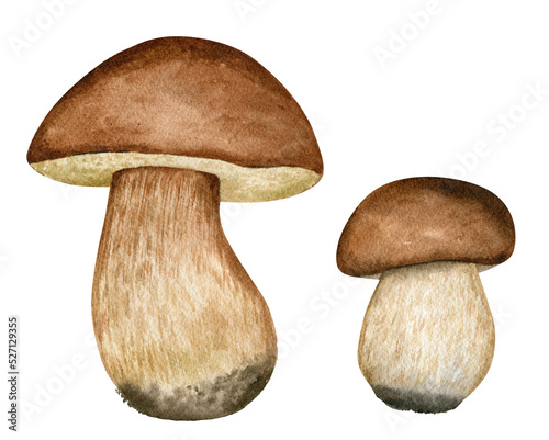 Watercolor forest mushrooms set. Big and small mushroom illustration. Boletus botanical illustration isolated on white background
