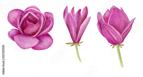 Watercolor purple magnolia flowers and leaves isolated on white background. Botanical floral illustration.