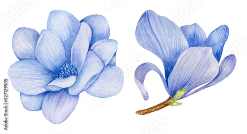 Watercolor blue magnolia floral brunch isolated on white background. Botanical floral illustration.