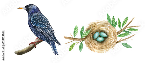 Watercolor nesting birds. Starling bird, nest with eggs isolated on white background. Hand drawn illustration. photo