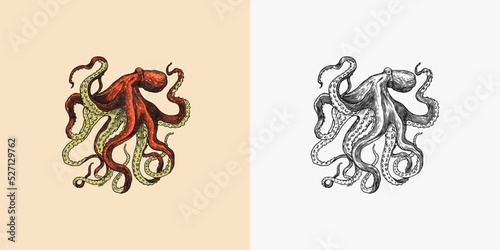 Sea octopus. Engraved hand drawn in old sketch, vintage creature. Nautical or marine, monster. Animal in the ocean. Template for logos, labels and emblems.