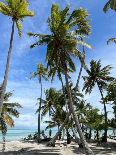 Polynesian palms