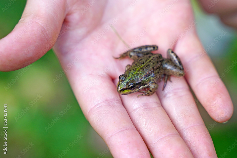 A small frog on a child's arm A small frog on a child's arm