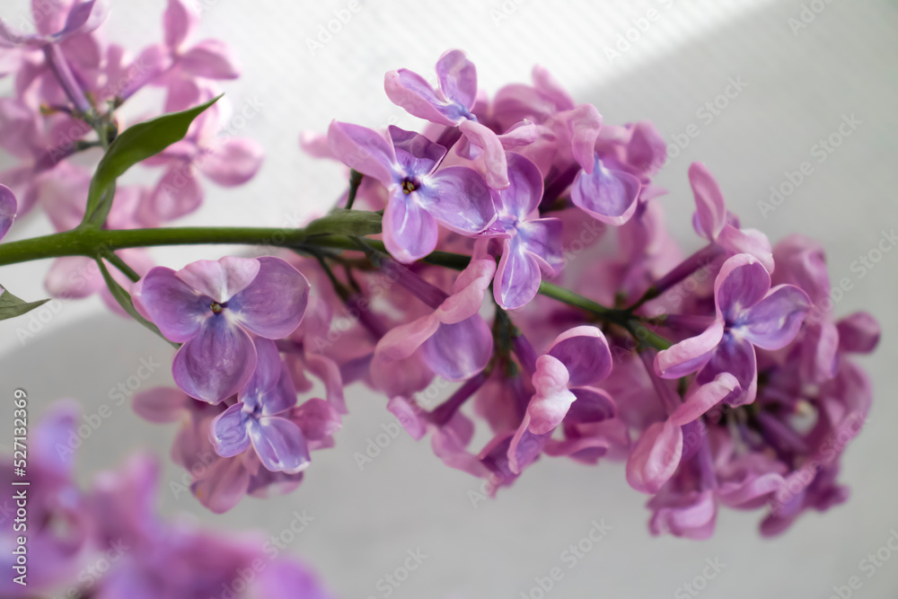Branch of blooming lilac background frame Branch of blooming lilac background frame