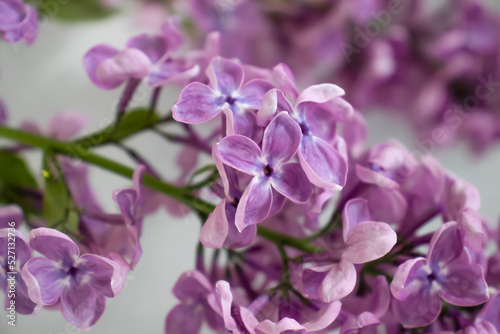 Branch of blooming lilac background frame