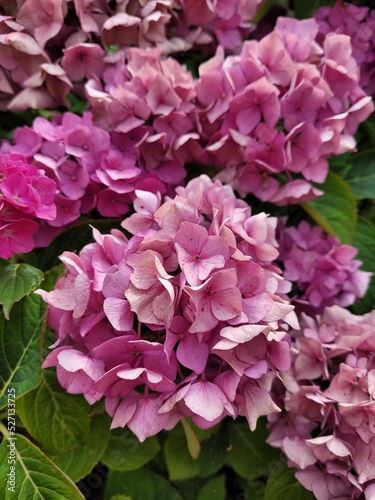 Pink hydrangea flower in the garden. Calm and relax 