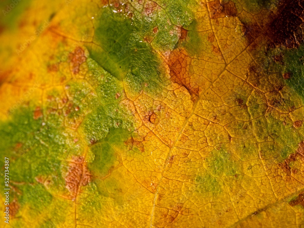 Water drop on autumn leaf