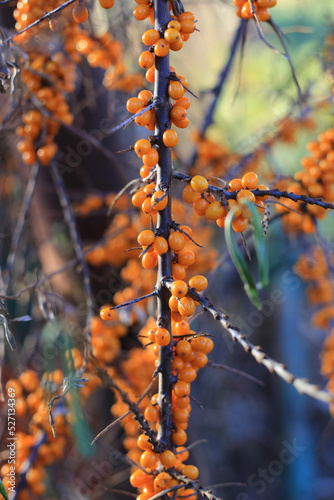 Branch of sea buckthorn with bright ripe berries