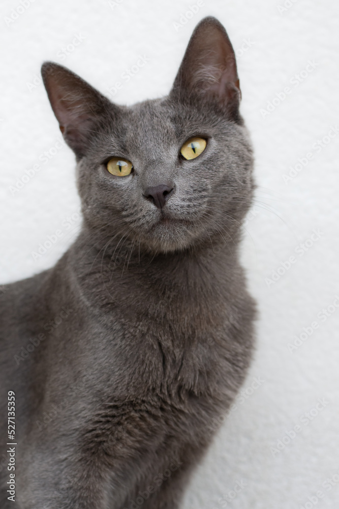 Portrait photo of a Russian blue cat with yellow eyes looking towards the camera