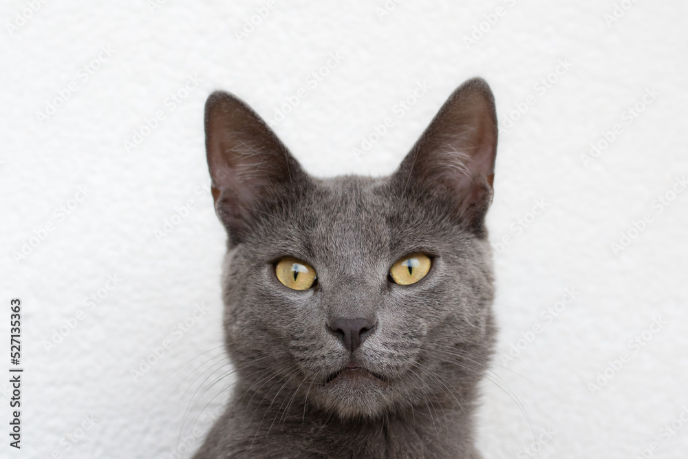 Portrait photo of a Russian blue cat with yellow eyes taken only on the head Portrait photo of a Russian blue cat with yellow eyes taken only on the head
