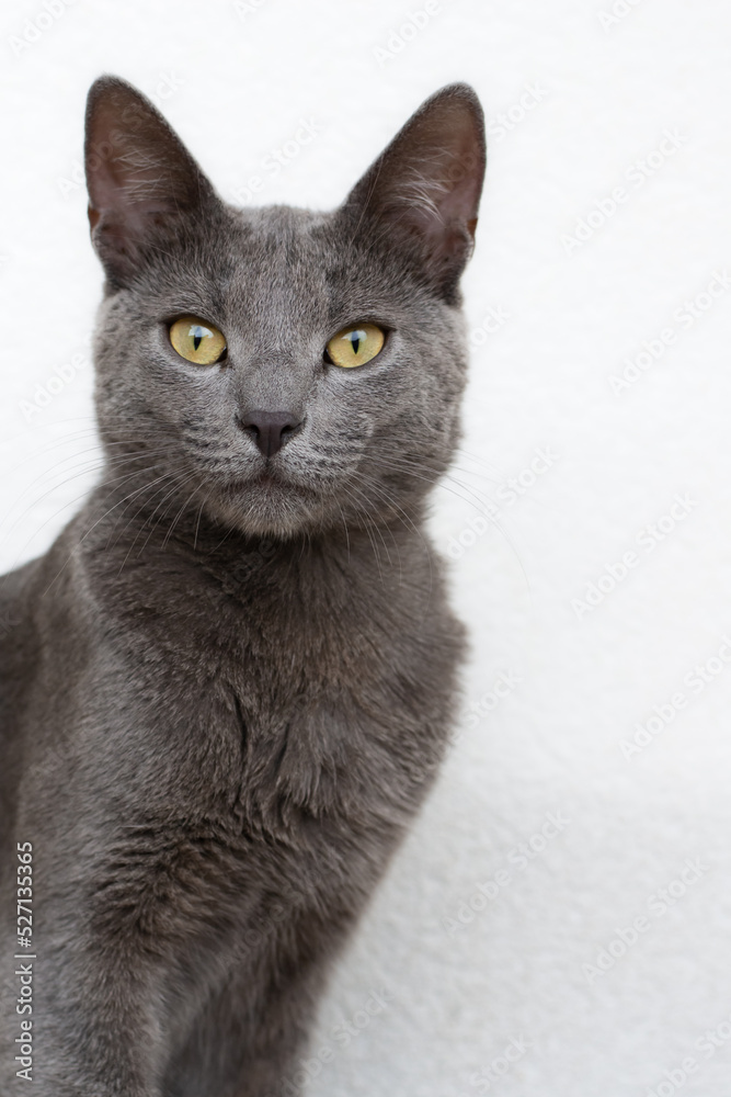 Portrait photo of a Russian blue cat with yellow eyes looking towards the camera