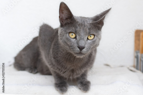 Russian blue cat sits ready to jump with one ear turned sideways