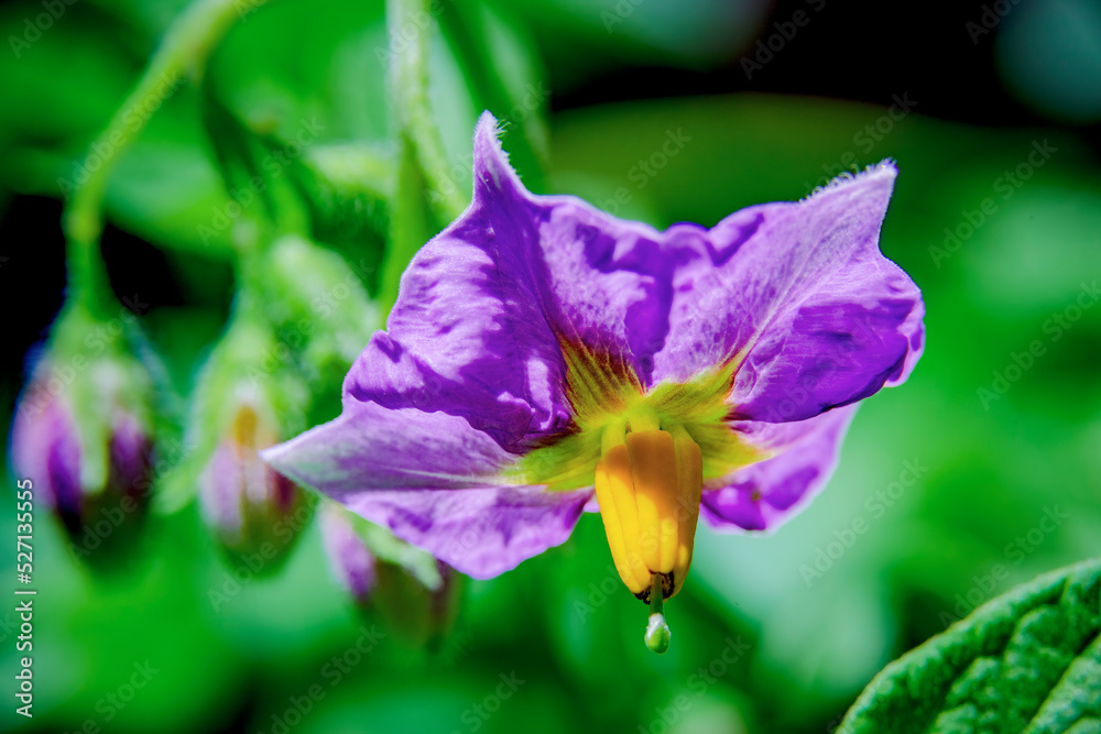 An isolated purple squash flower blooms in the spring garden in Issaquah, Washington.