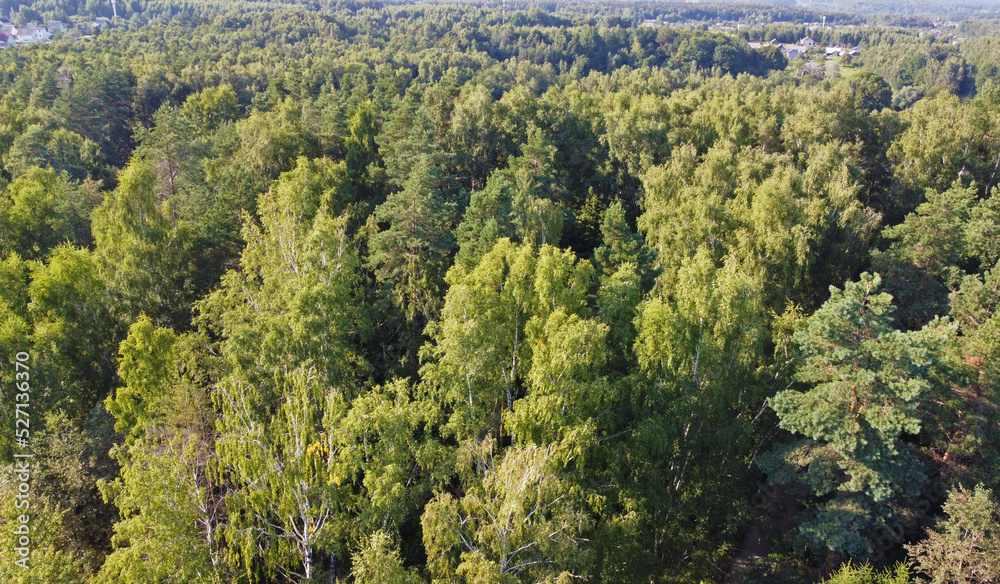 Aerial view of the green summer forest with trees