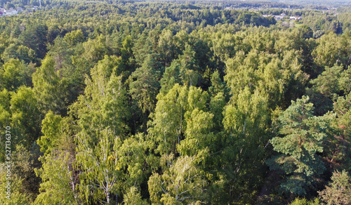 Aerial view of the green summer forest with trees © Payllik