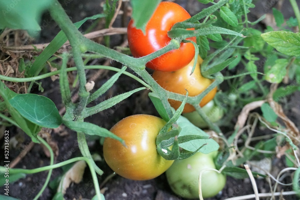 Grüne und rote Tomaten in Hochbeet im Garten im August Grüne und rote Tomaten in Hochbeet im Garten im August