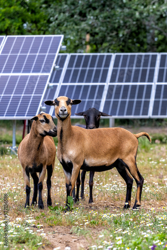 sheep in front of the solar panels